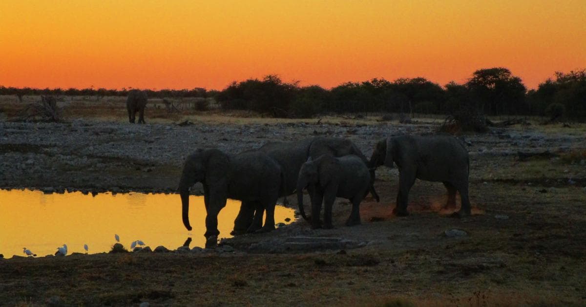Atardecer en el waterhole de Okakuejo