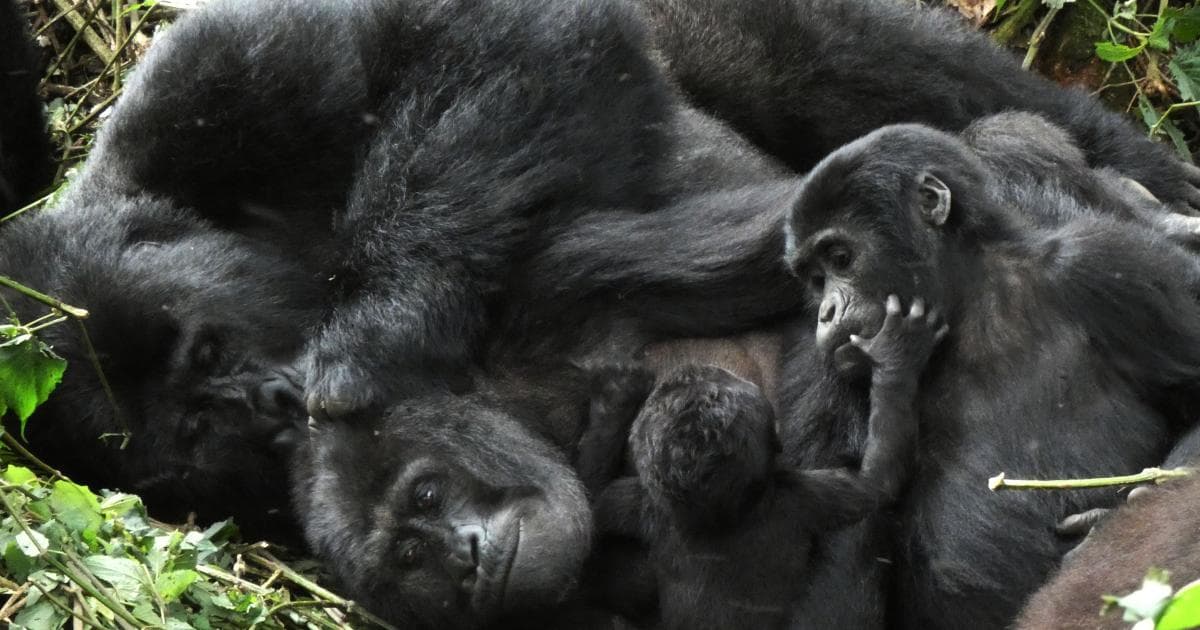 Parte de la gran familia Mukiza en Bwindi