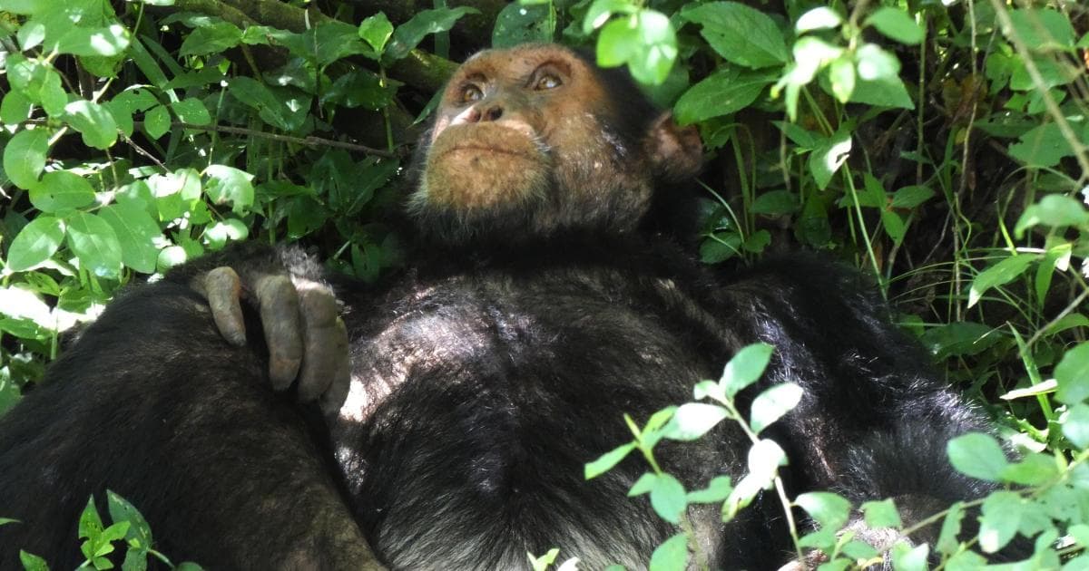 Este chimpancé estaba a gusto a la sombra