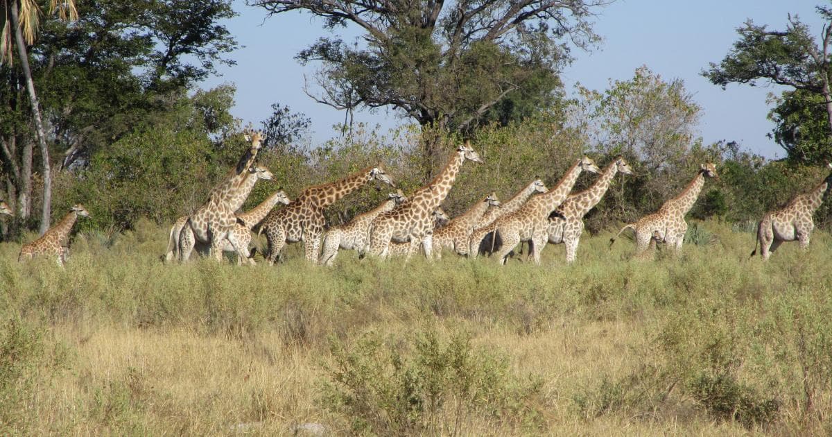 Los paseos entre animales, cuando no había sustos, eran increibles