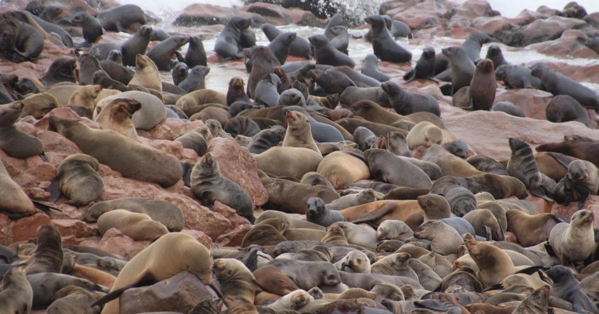 Impresionante la cantidad de Leones Marinos que hay en Cape Cross