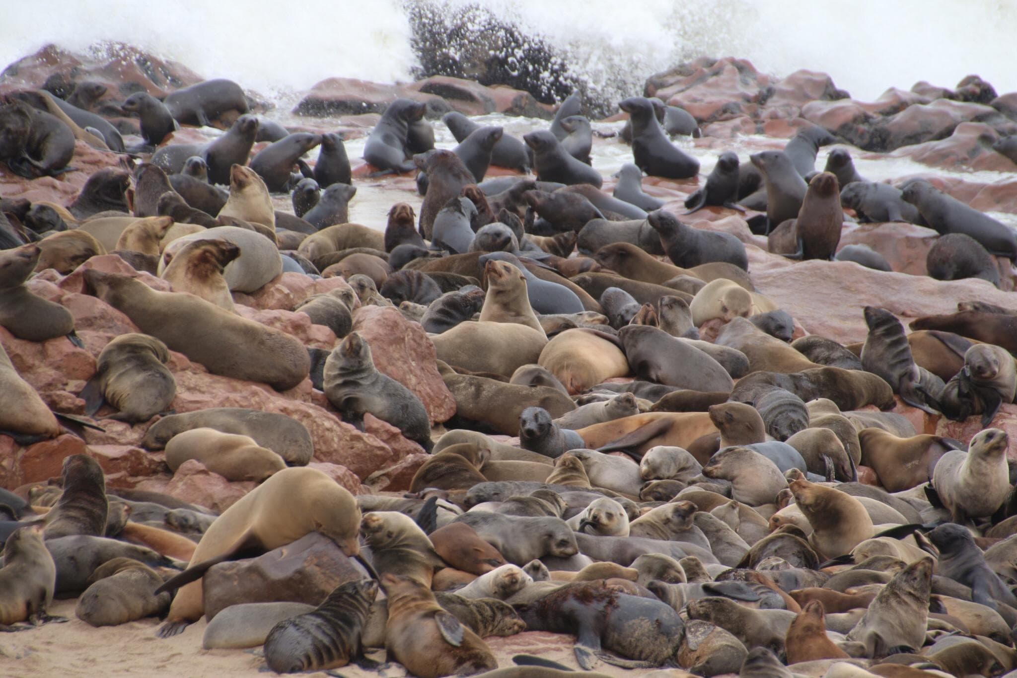 Leones Marinos en Cape Cross