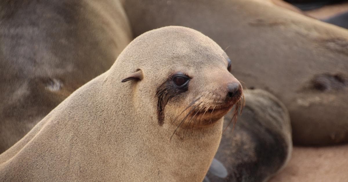 Este león marino quería su primer plano