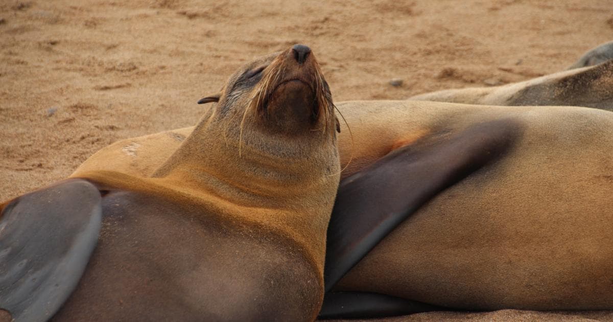 Este león marino parecía que estaba posando