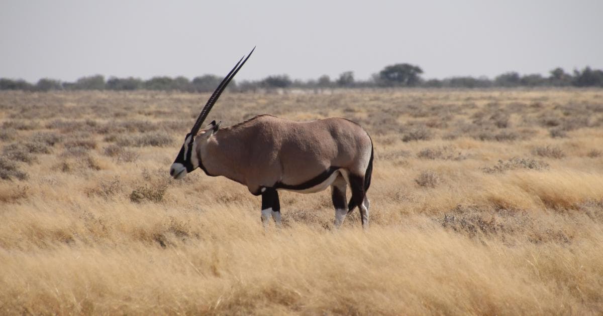 Oryx