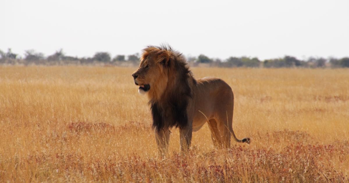 El rey, mi foto preferida