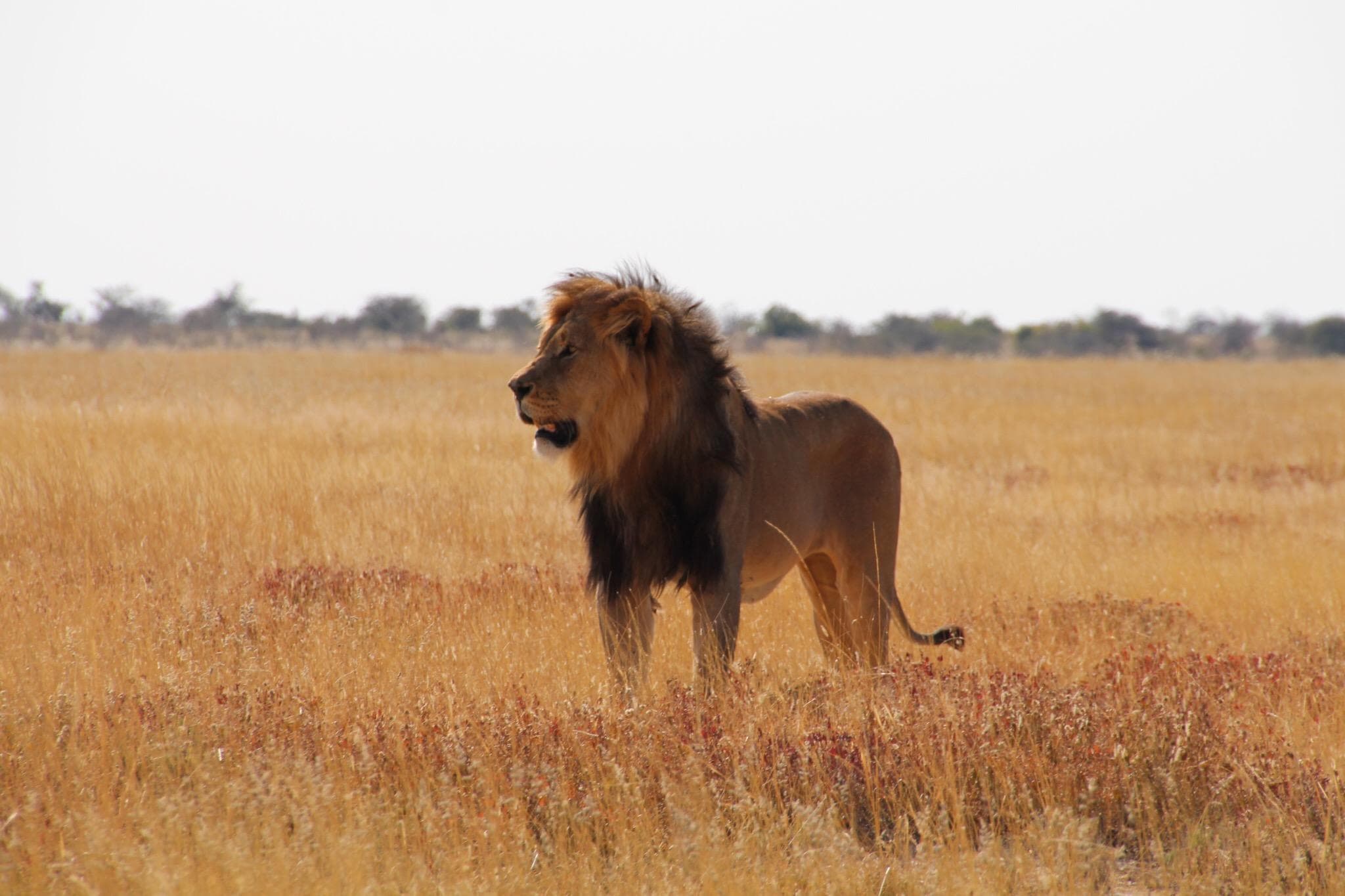 Etosha (Okaukuejo, Halali, Namutoni)