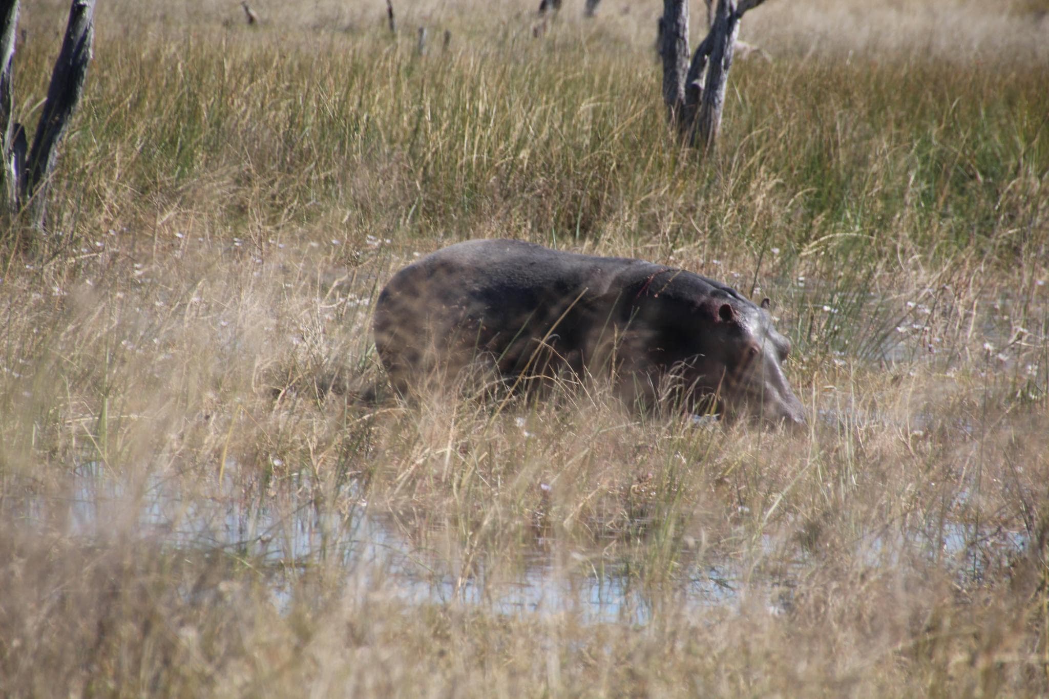 Moremi Game Reserve