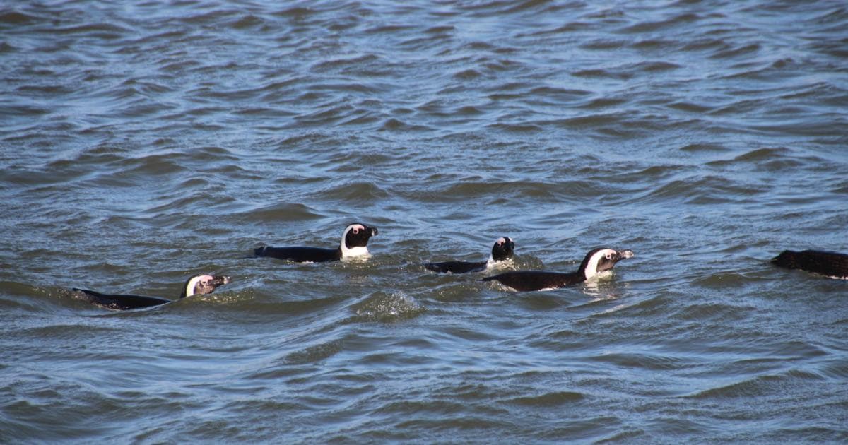 Pingüinos pescadores en Halifax Island