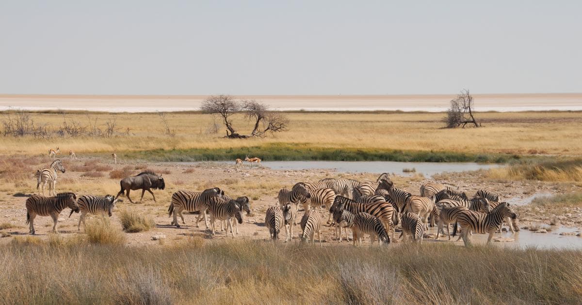 Grupo grande de cebras bebiendo agua en un waterhole en Etosha