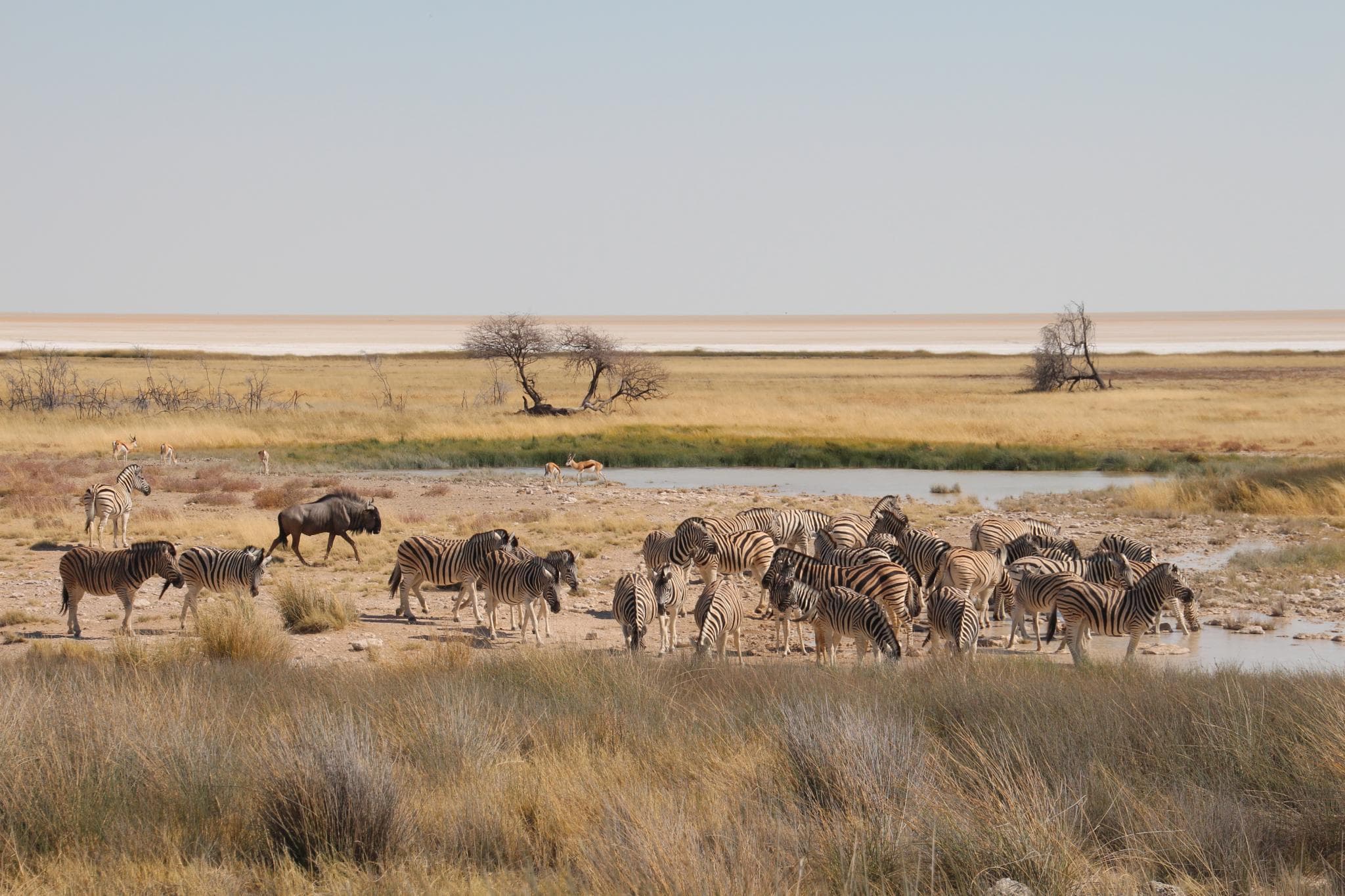 Repitiendo en Etosha