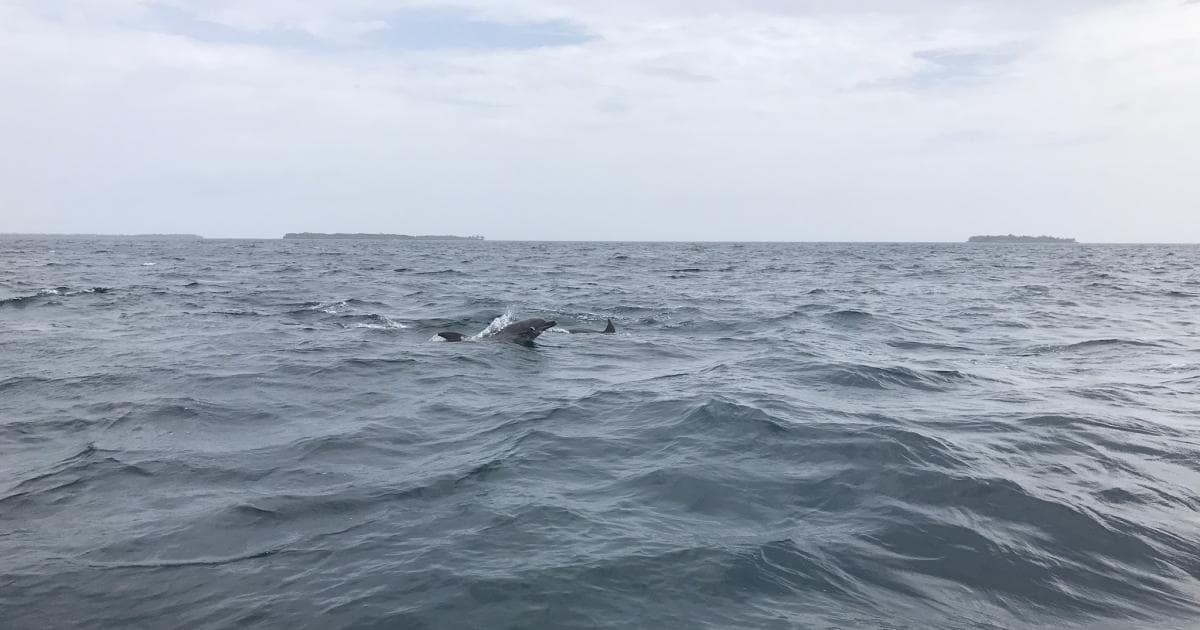 ¿Podéis ver los delfines? Nosotros tampoco...