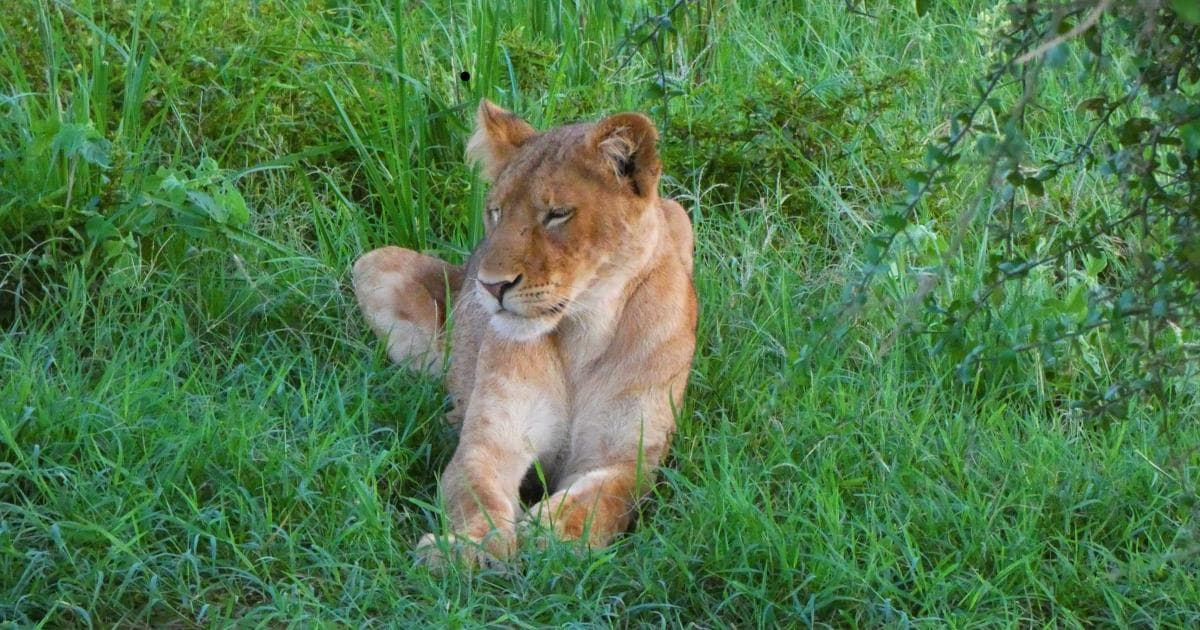 La madre de los Simbas, descansando un rato