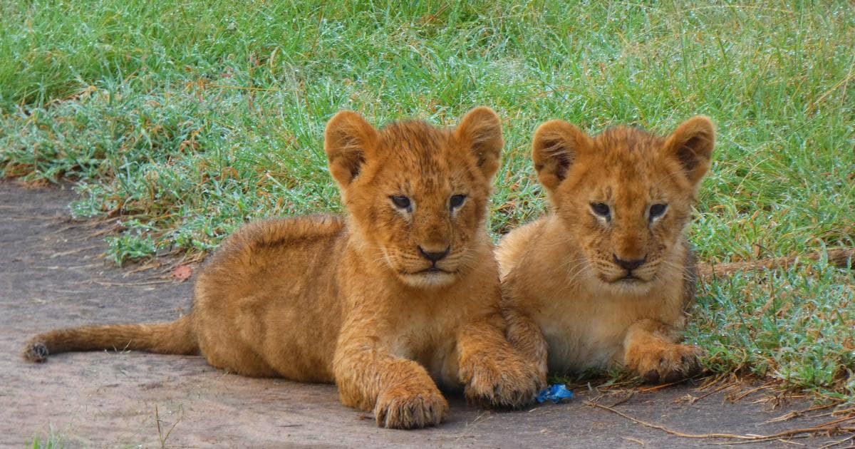 ¿A que parecen peluches?