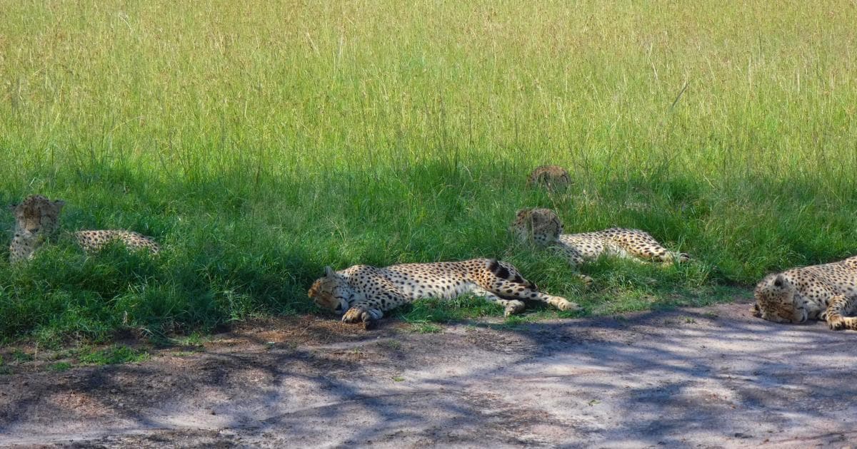 Grupo de 5 guepardos a la sombra en Masai Mara