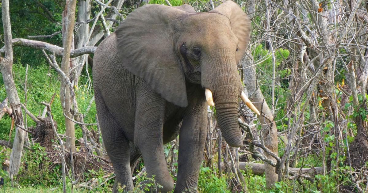 A este elefante le faltaba un trozo de trompa, probablemente se lo habría enganchado en alguna cerca.