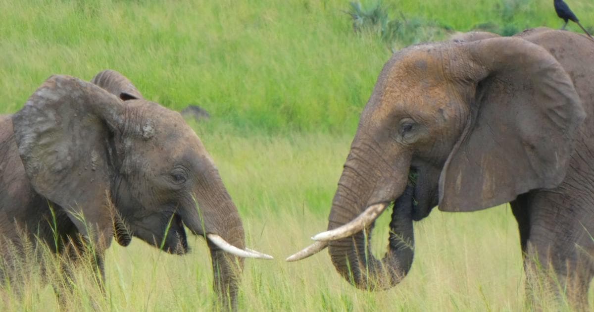 Elefantes en el Murchison Falls National Park