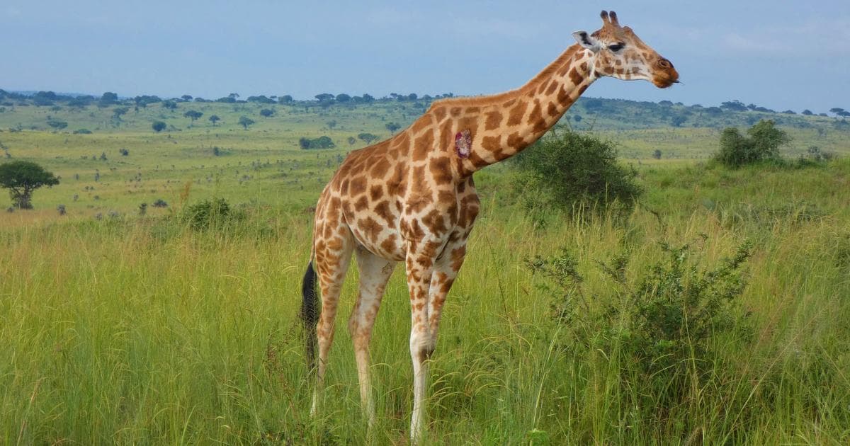 Esta girafa tenía heridas de guerra