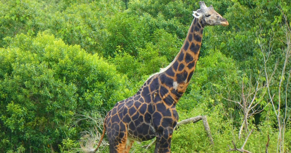 Otro tipo de girafa en Murchison Falls National Park