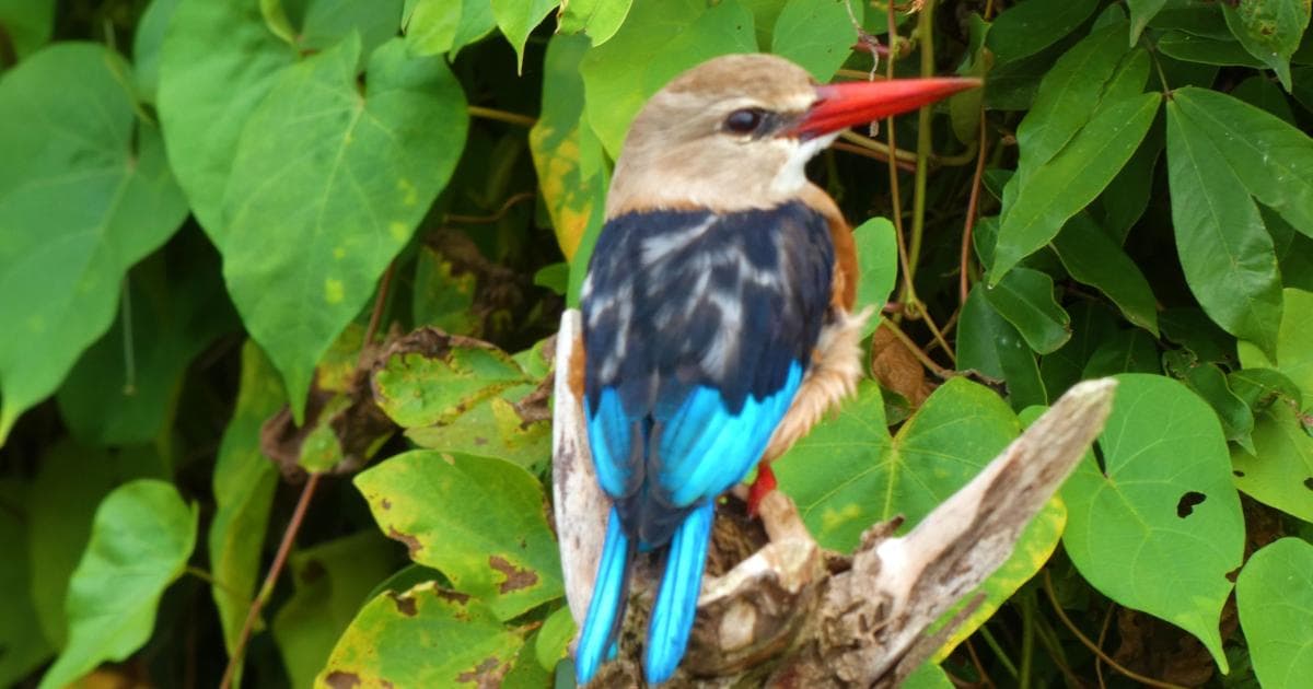 Martin Pescador en Murchison Falls National Park