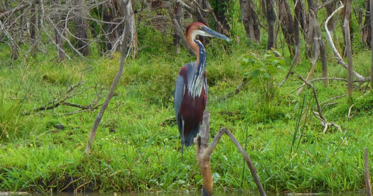 Si eres amante de las aves, Uganda no te va a defraudar