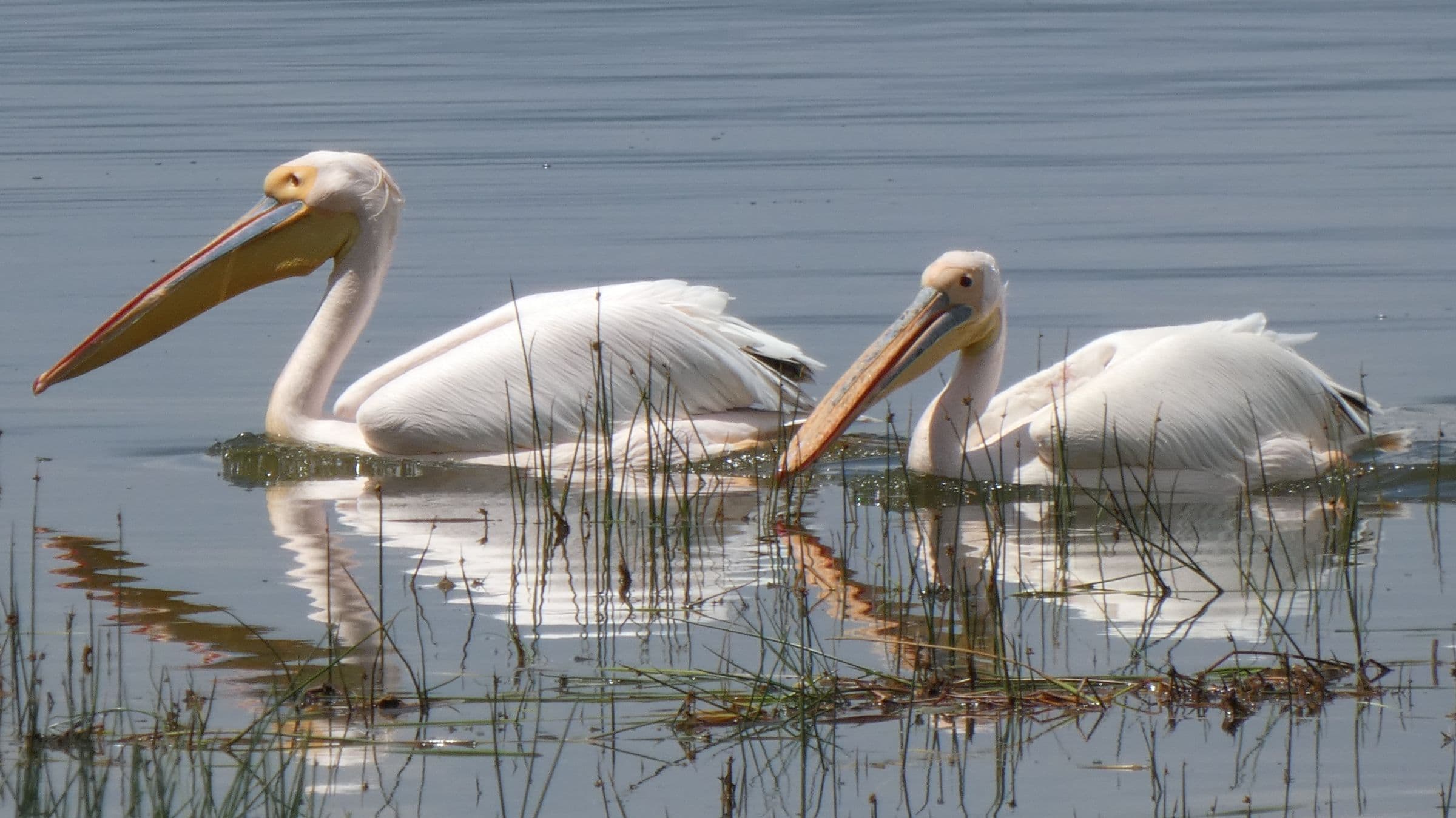 Parque Nacional Lago Nakuru