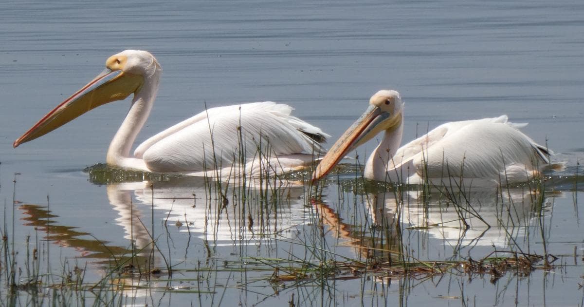 Si te gustan las aves, el Lago Nakuru es un paraíso