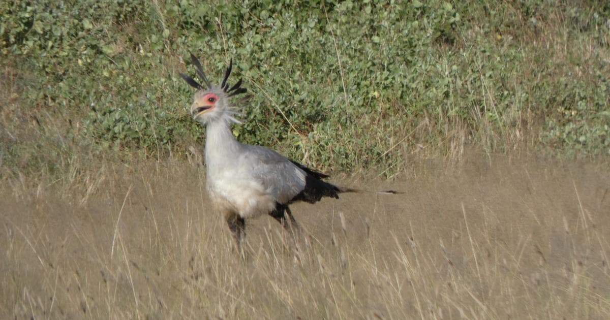 Secretario en la Reserva de Samburu