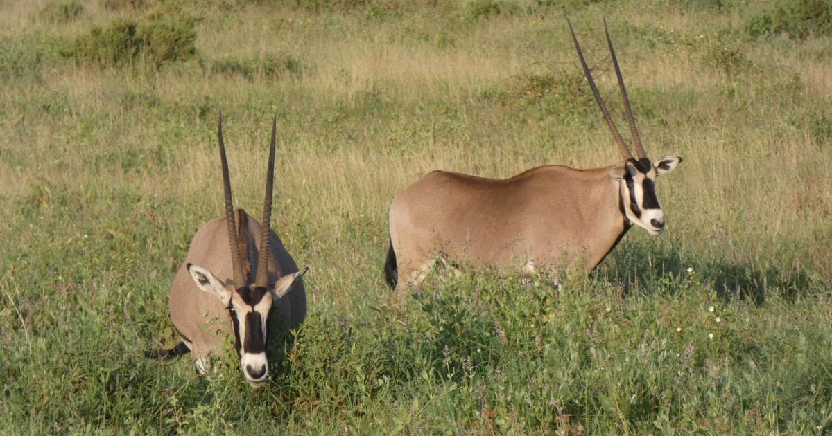 Los Oryx son preciosos
