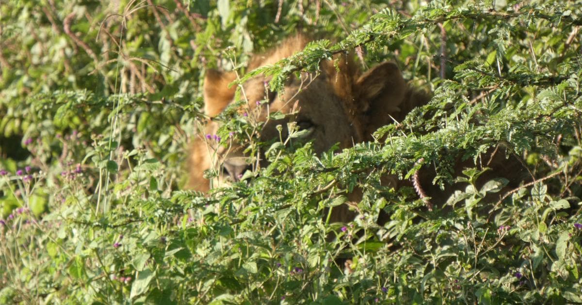 Entre estos matorrales descansaban dos leones que no quisieron asomar la cabeza