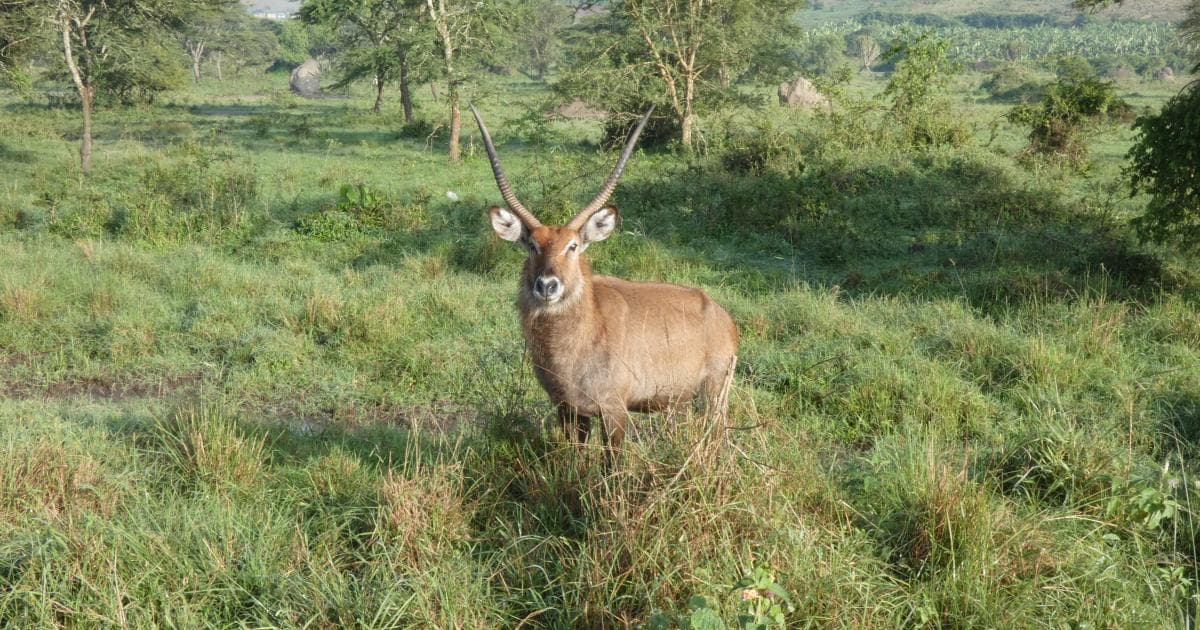 Los antílopes son los animales más numerosos en el lago Nmburo