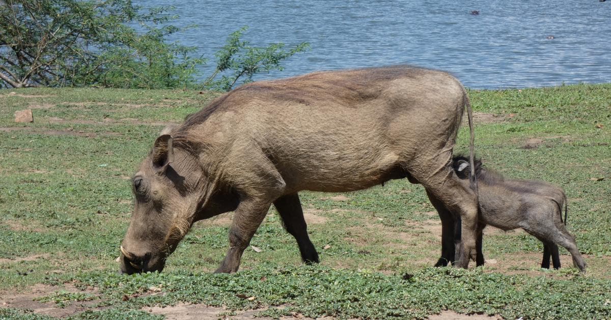 Los pumbas abundan en el Lago Mburo