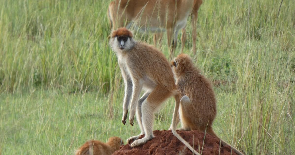 Las afueras de Murchison Falls National Park estan llenas de Monos Pata