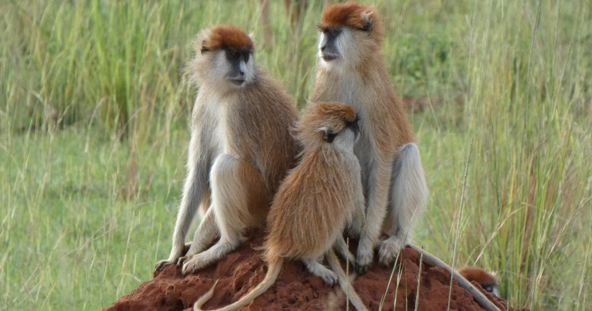 Más monos Pata en Murchison Falls National Park