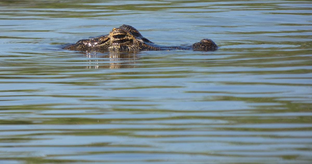 El río Miranda está lleno de caimanes y pirañas