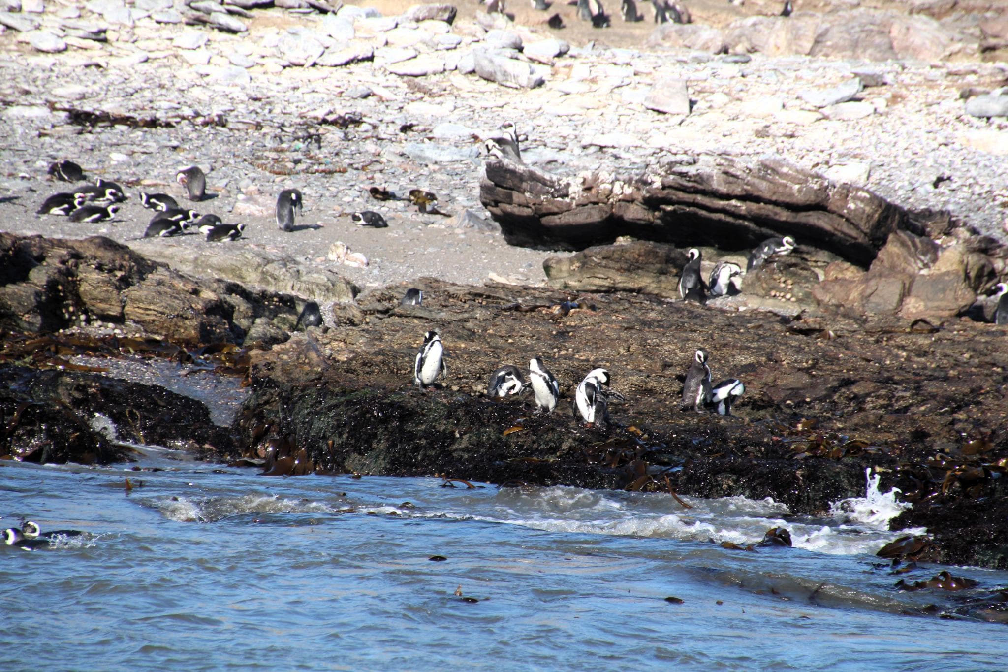 Lüderitz y pingüinos en Halifax Island