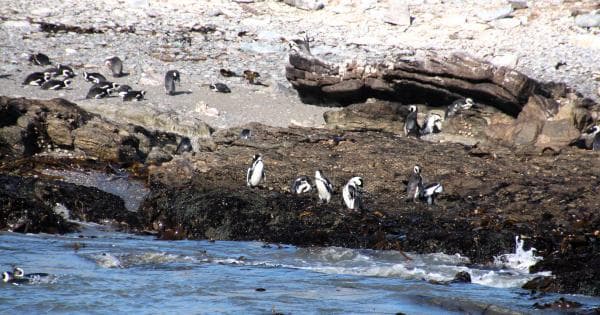 Lüderitz y pingüinos en Halifax Island