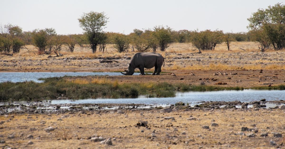 Un rinoceronte bebiendo agua en otro waterhole en Etosha
