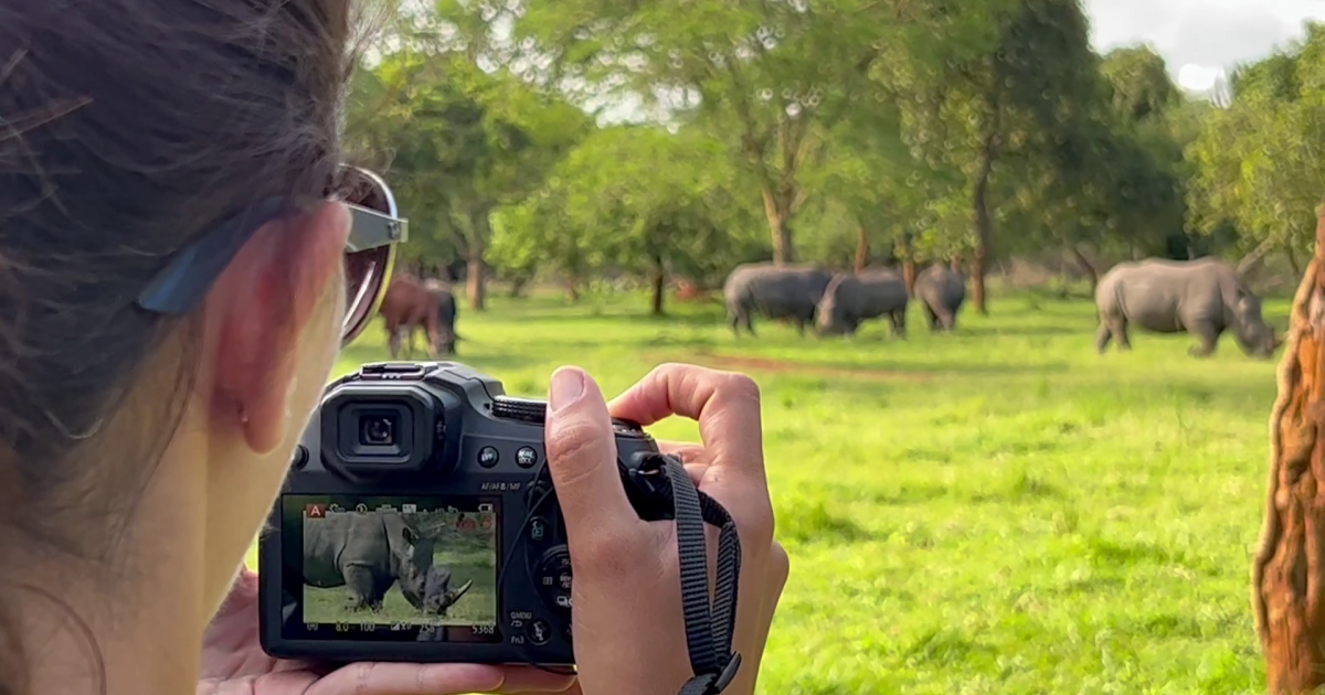 Los rinocerontes parecían vacas pastando en el prado