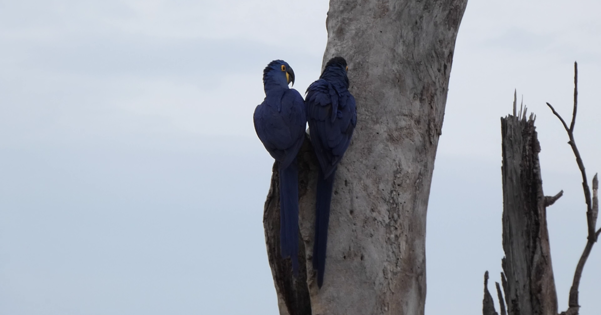 Los primeros Guacamayos Jacintos de nuestro viaje por el Pantanal Brasileño