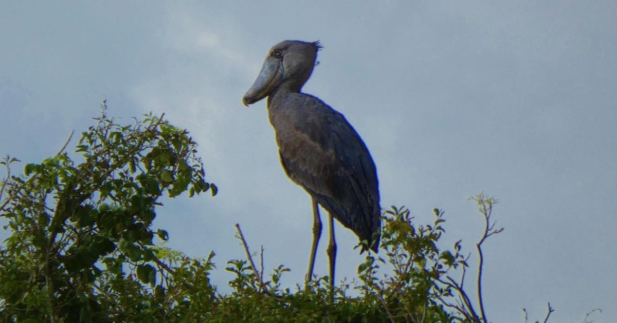 Aquí pillamos al Picozapato subido a un árbol