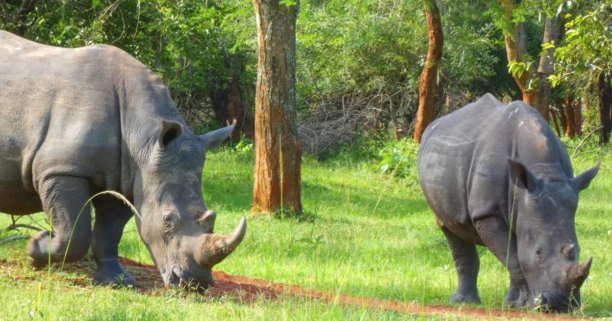 La verdad que no parecen muy silvestres estos rinocerontes