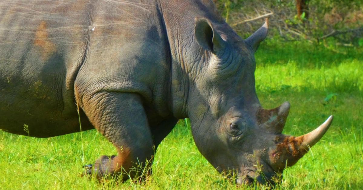 En Ziwa los rinocerontes se ven a dos metros