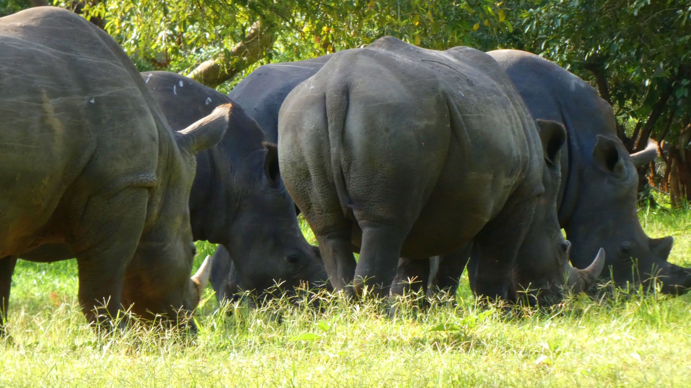 Día 16: Rinocerontes en Ziwa Rhino Sanctuary y vuelta a Entebbe