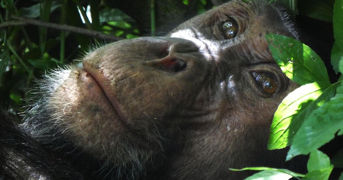 Otra increible experiencia, poder disfrutar de los chimpancés a menos de 2 metros en la Garganta Kyambura