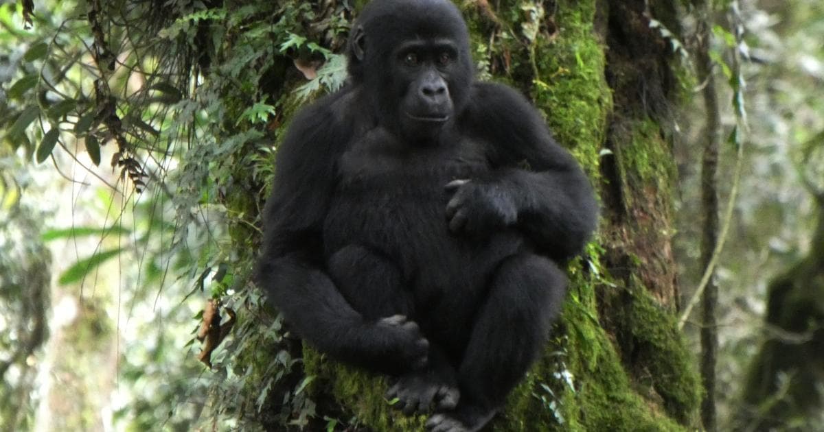 Los gorilas más pequeños no paraban de trepar árboles