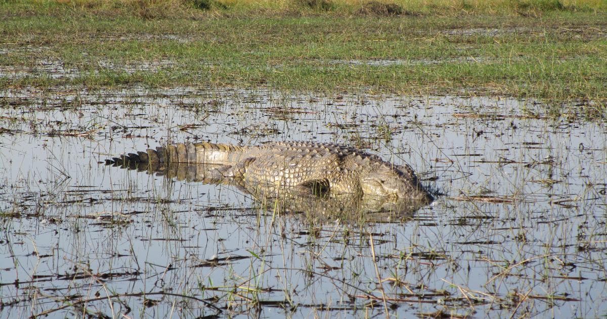 El Okavango está infestado de cocodrilos