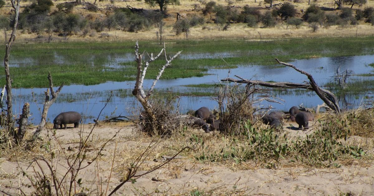 Lo que más vimos en el Makgadikgadi Pans fueron hipopótamos