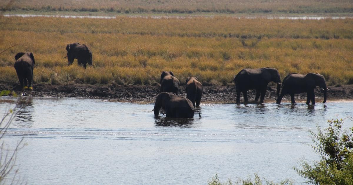 El Chobe estaba lleno de elefantes
