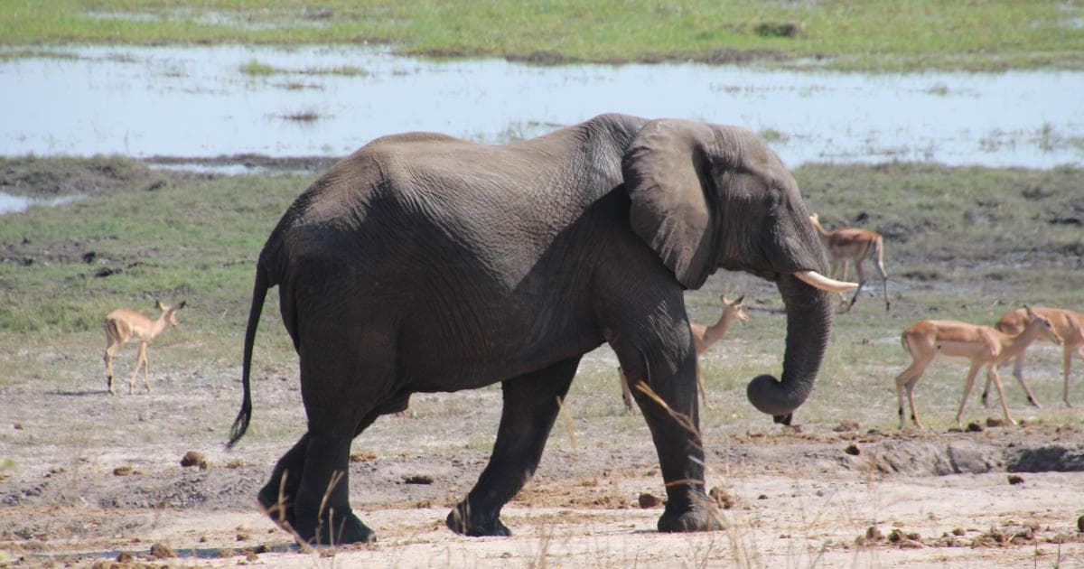 Elefantes como este se acercan mucho a los coches, creemos que es por la cantidad de turistas que les darán comida